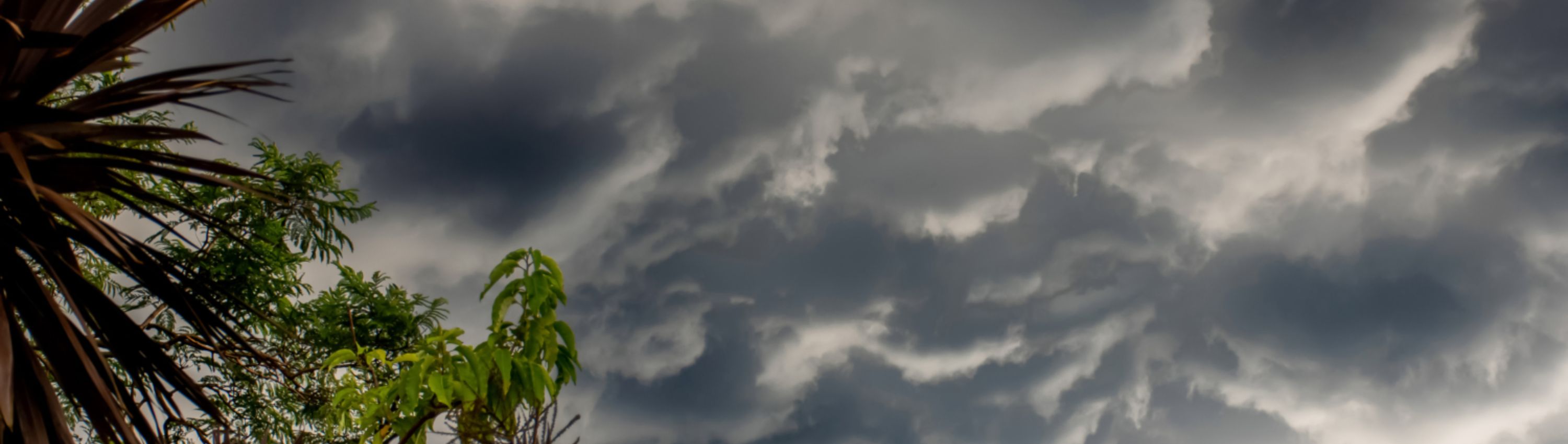 A dark cloud and some tropical trees and vegetation