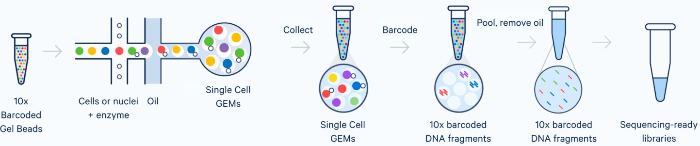 10X Genomics workflow