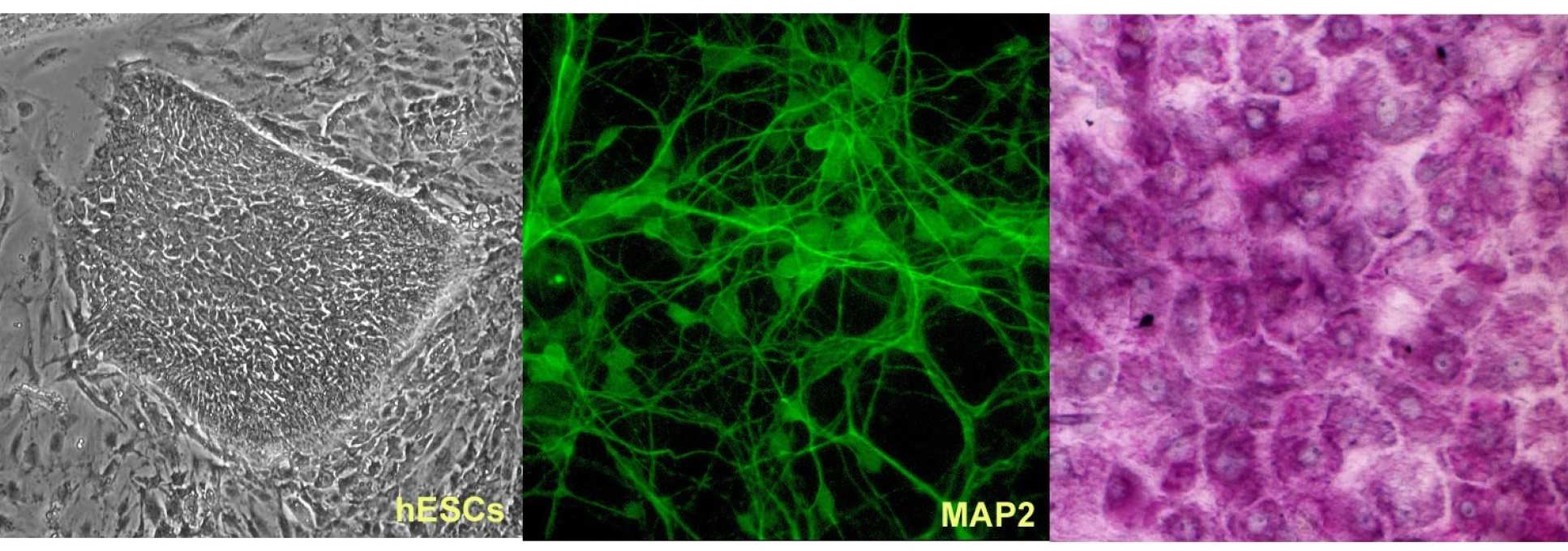 Three blocks of close ups of stem cells