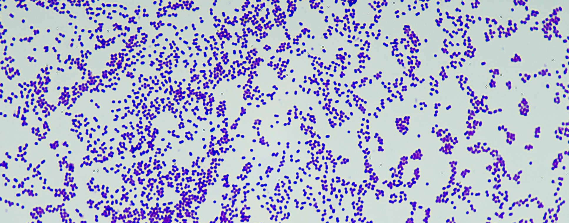 Gram-positive bacteria
