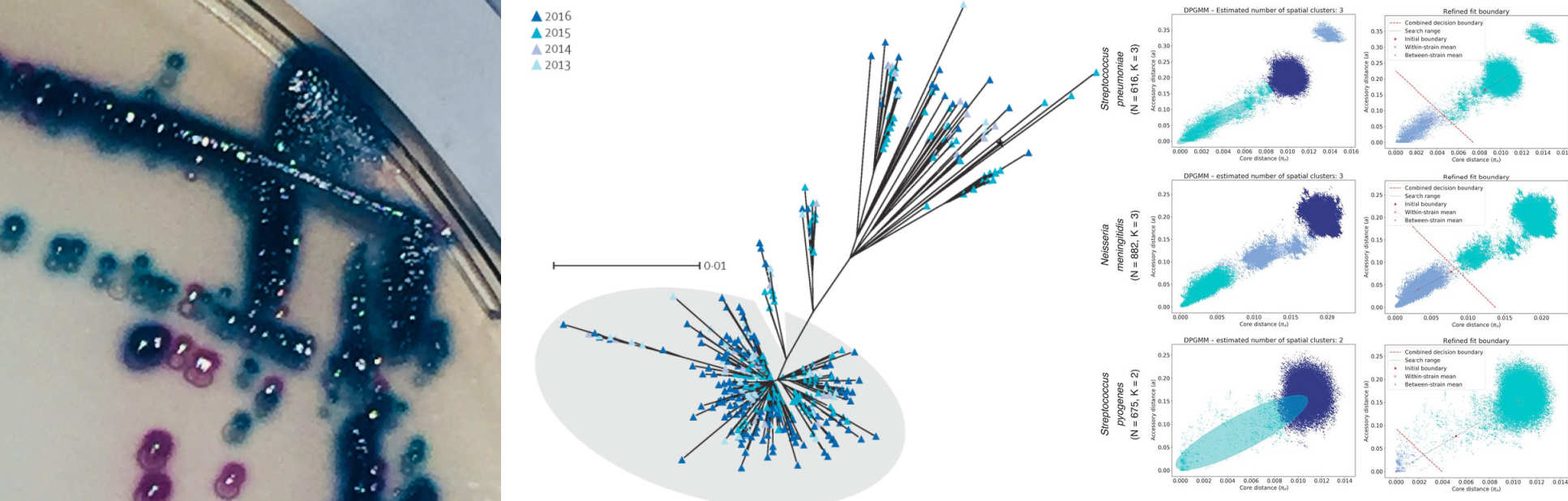 Banner - Bacterial Pathogens