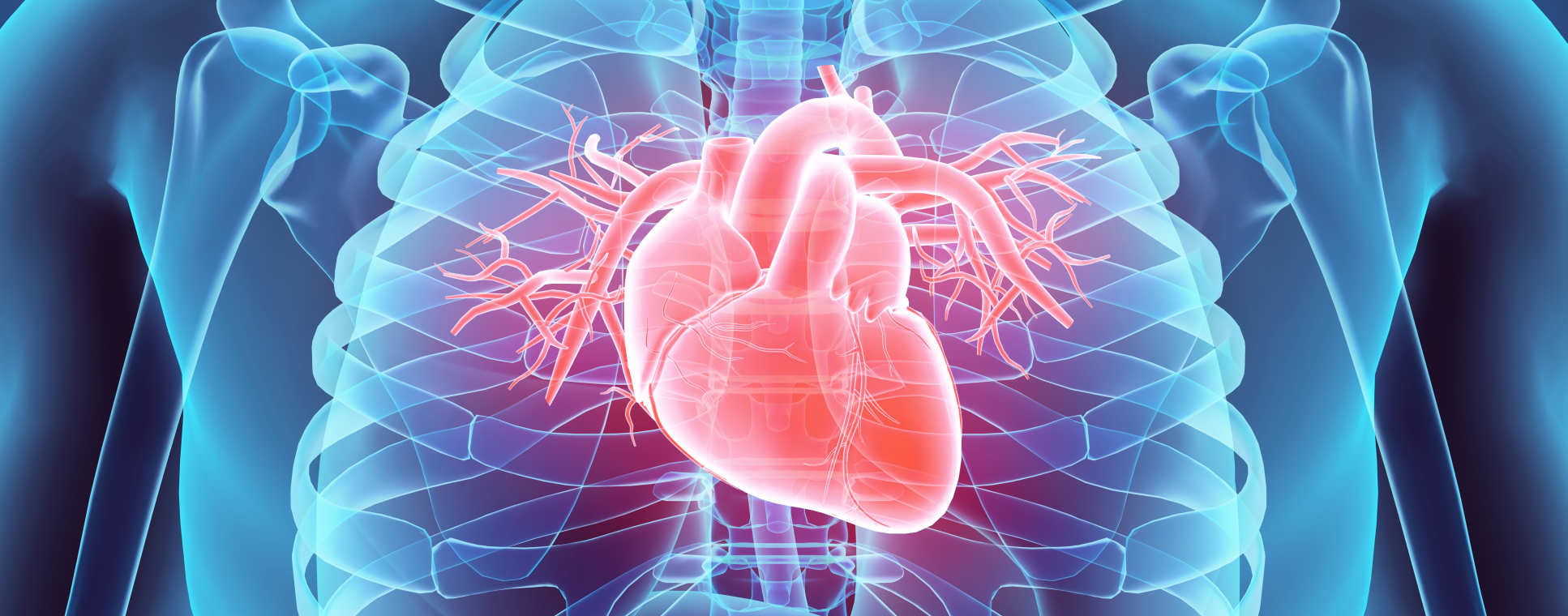 A graphic illustration of a heart