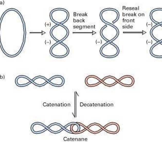 Mathematics in Medicine