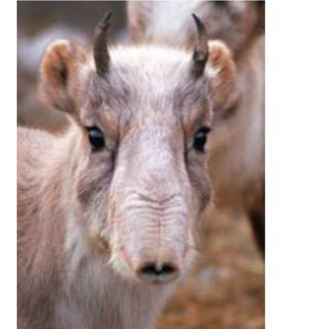 Saiga Antelope