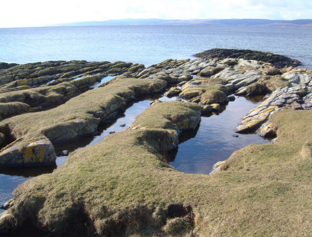 Sea grass by the edge of the ocean