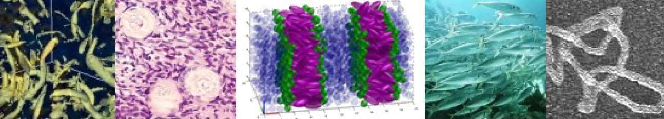 biomaths