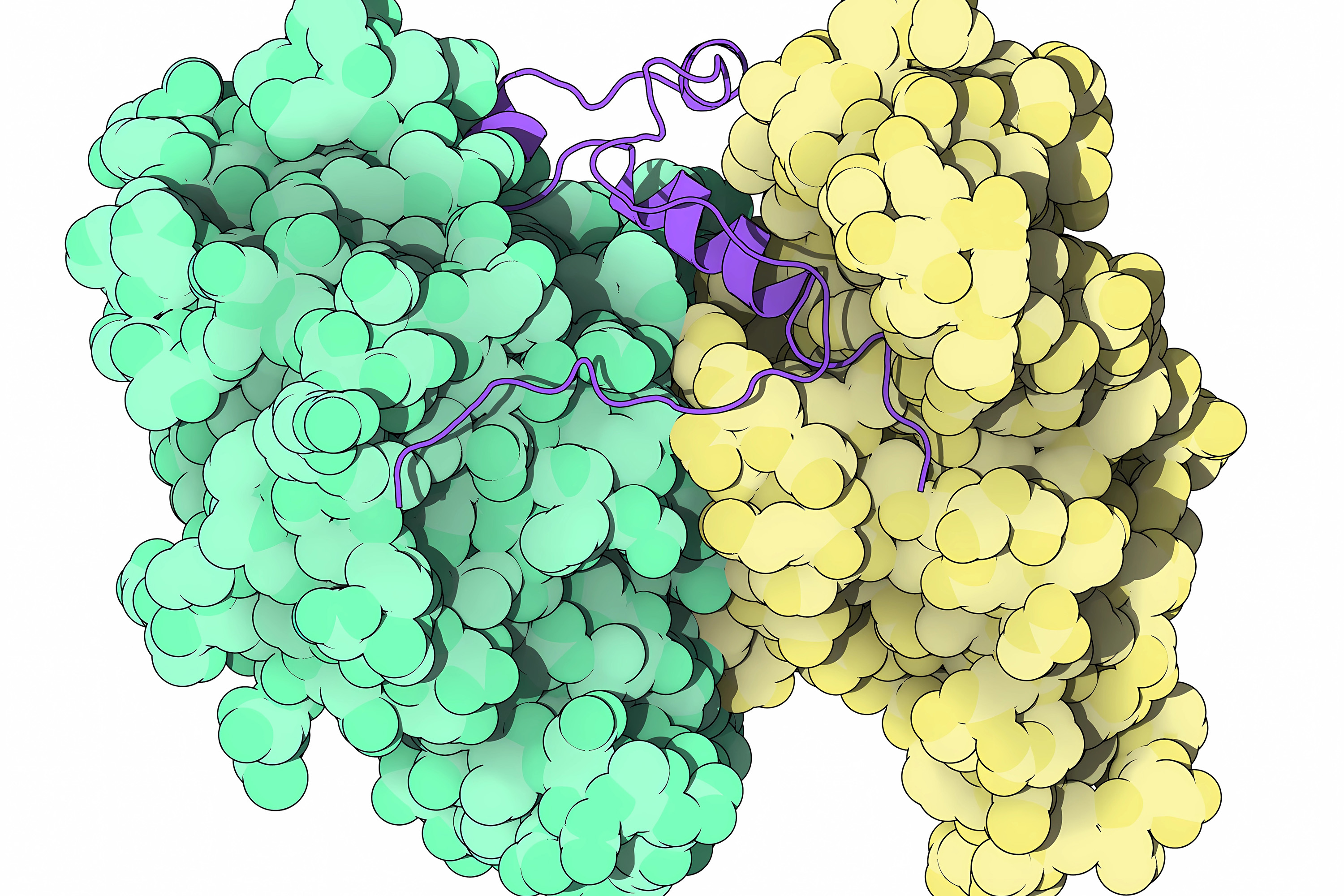 Human CDK-activating kinase complex, illustration